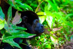 howler monkey face closeup at cahuita national park