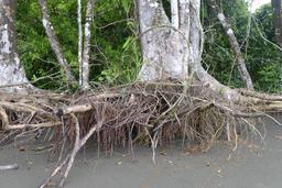 tree roots on the beach at sirena ranger station