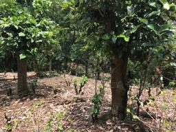 land for construction project in hacienda vieja view 006