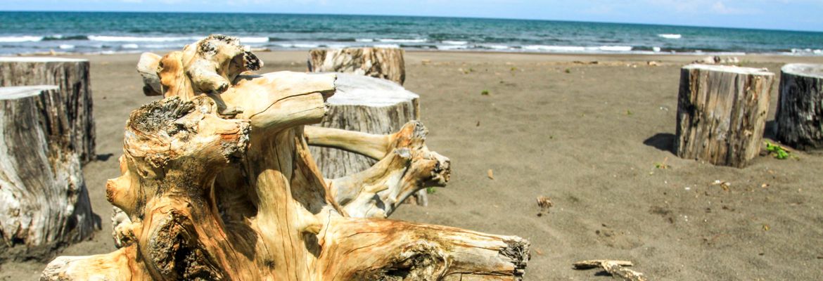 tortuguero beach attraction driftwood stump 3