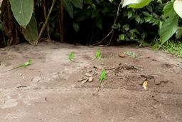 juvenile green iguanas walking on the sand tortuguero