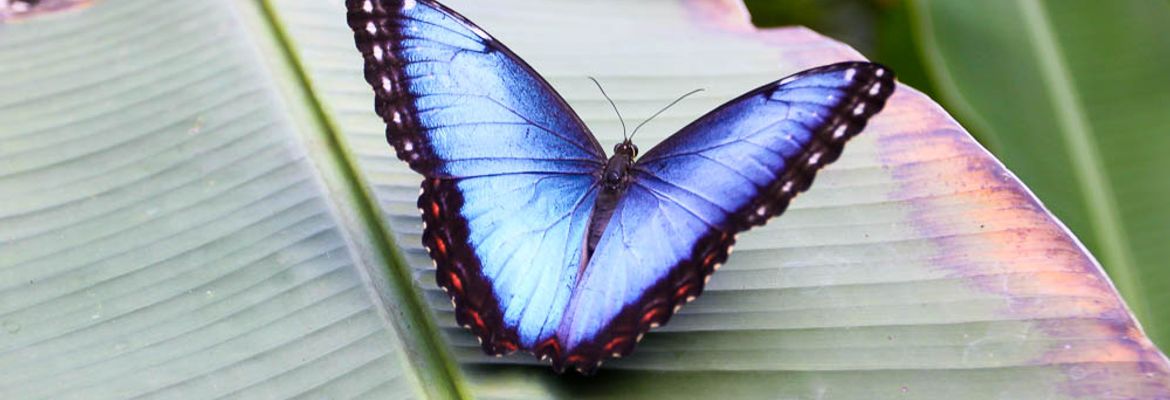 morpho butterfly montezuma butterfly gardens 1