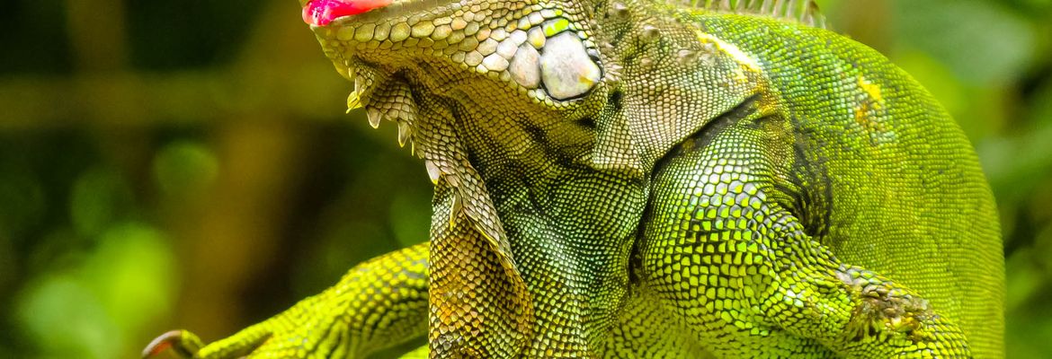 green iguana sticking its toungue out at gringo curts restaurant 36