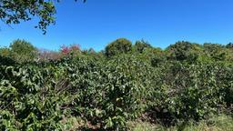 coffee estate construction site in santo domingo view 005