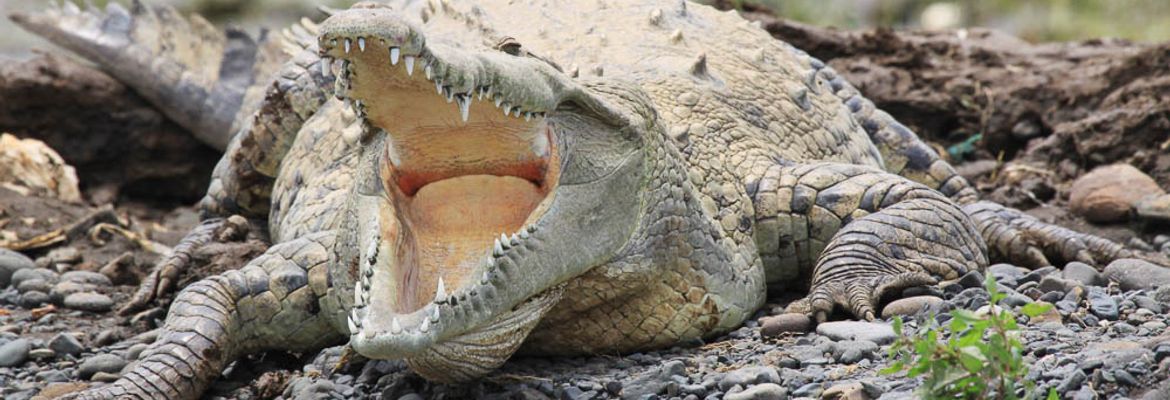 crocodile yawing on the shore of tarcoles river 1