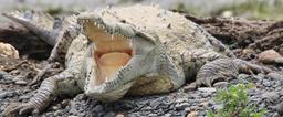 crocodile yawing on the shore of tarcoles river 1