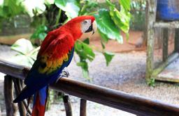 nauyaca waterfalls macaw 3