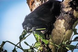 howler monkey eating leaves during monkey tour puerto jimenez