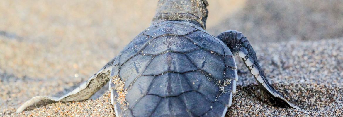 tortuguero all inclusive tour page baby turtle 3