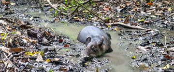 tapir-sirena-ranger-station-corcovado-national-park