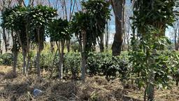 vacant lot under protected zone for development on route 32 san jose view 005