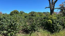 coffee estate construction site in santo domingo view 003