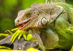 green iguana eating at gringo curts restaurant 47