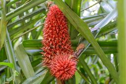 flower on rio claro trail sirena ranger station corcovado national park
