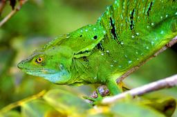 green basilisk basiliscus plumifrons tortuguero 3