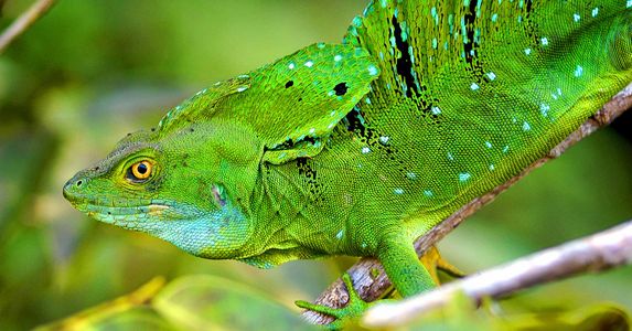 Basi Lizard Basilisk Lizards