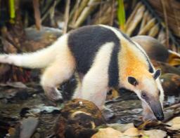 ant eater corcovado national park la leona station costa rica