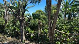 convert coffee farm into a mixed use development complex view 008