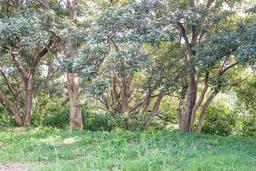 escazu lots trees