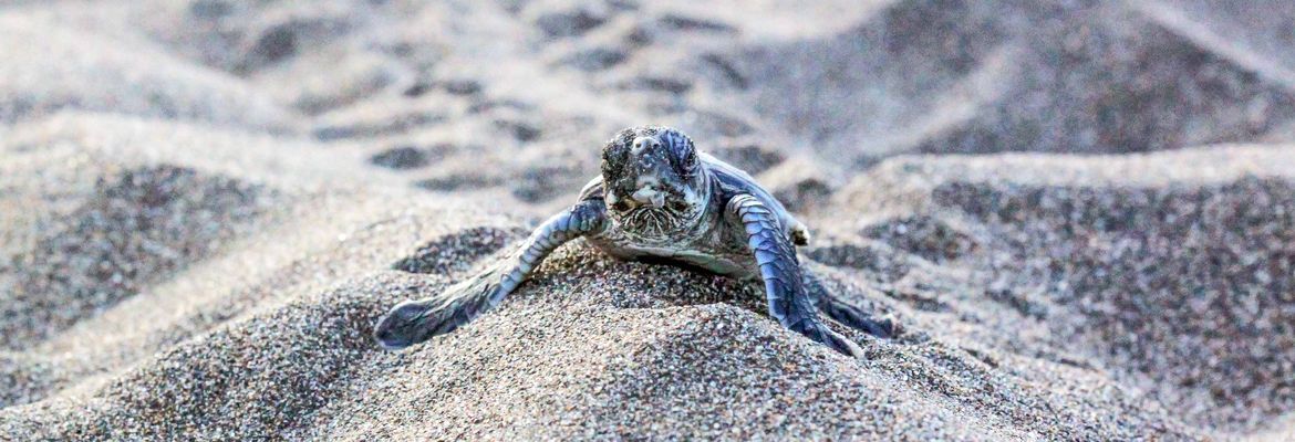 turtle season in tortuguero what are you looking at 3