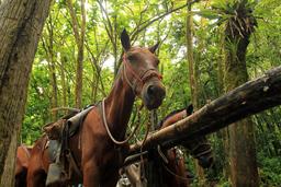 nauyaca waterfalls horse 2