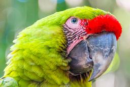 green macaw face shot parque simon bolivar san jose 20