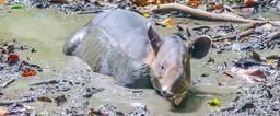 tapir soaking on the mud at the sirena ranger station