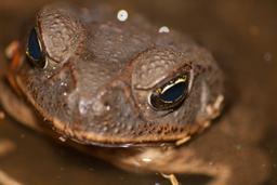 bufo toad face front