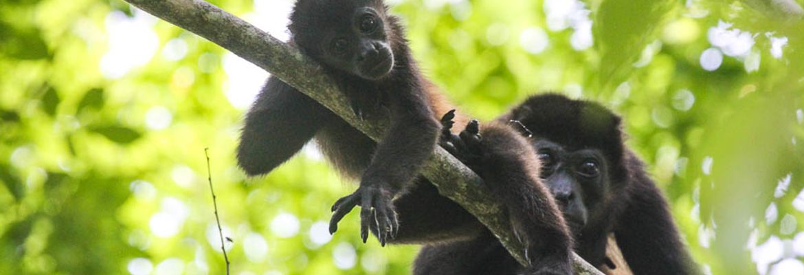 howler monkey mother and baby samara trails hike 1