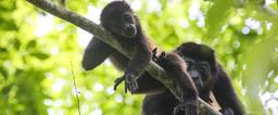 howler monkey mother and baby samara trails hike 1