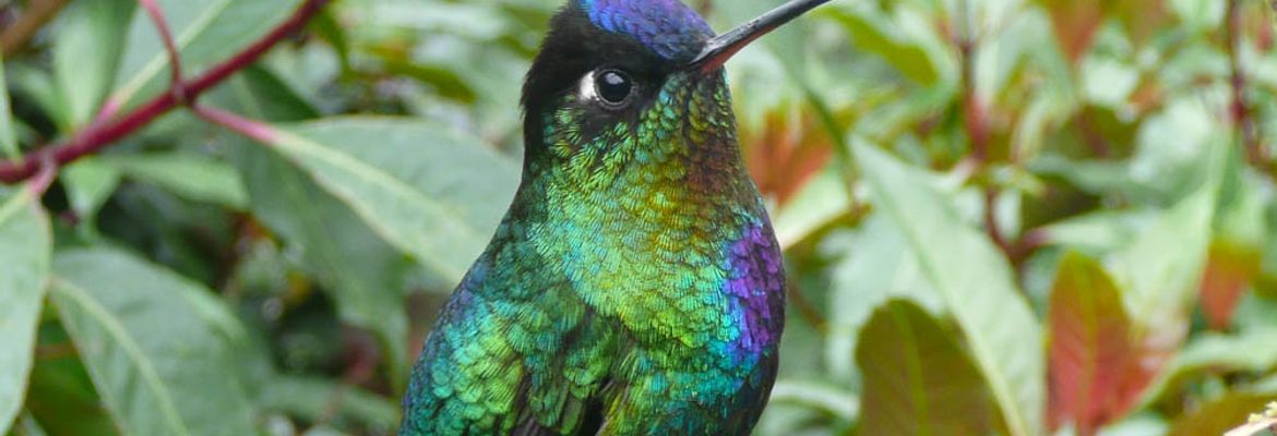 fiery throated hummingbird cerro de la muerte 7