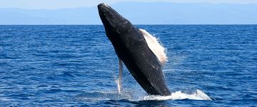 whale-jumping-body-3