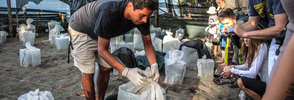unwrapping the new baby turtle nests turtle hatching at piro beach