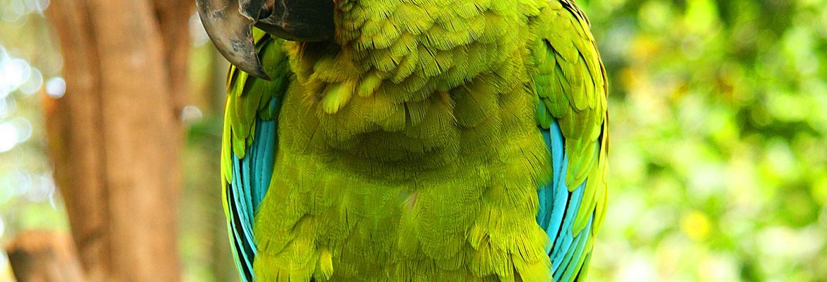 great green macaw perched on tree branch