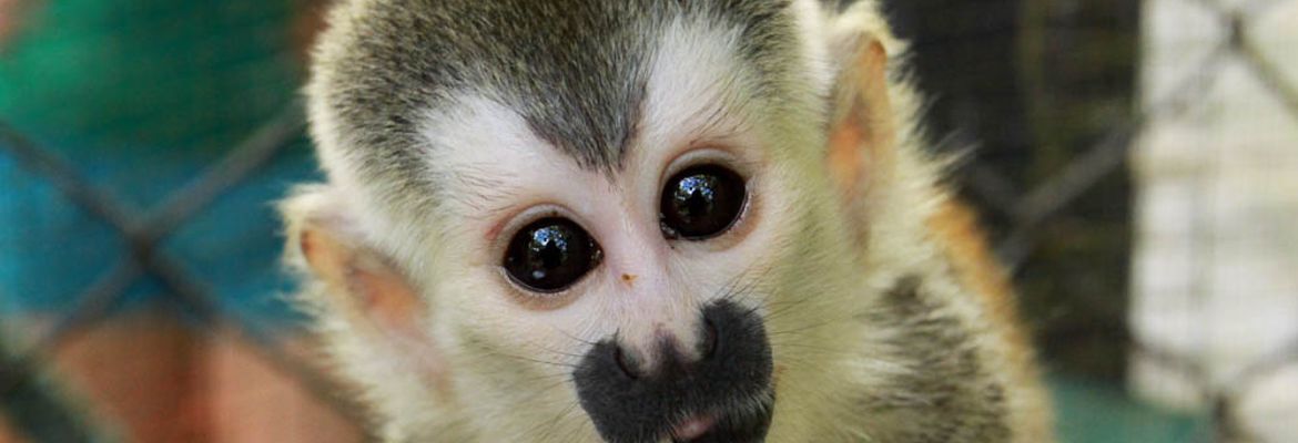 kids saving the rainforest attraction baby titi 1