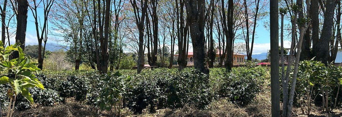 vacant lot under protected zone for development on route 32 san jose view 006