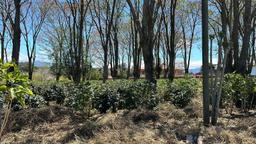 vacant lot under protected zone for development on route 32 san jose view 006