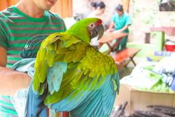 great green macaw extending the wings ara project