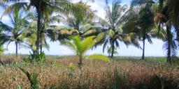 luxurious beachfront casino and resort community in the caribbean coast view 006