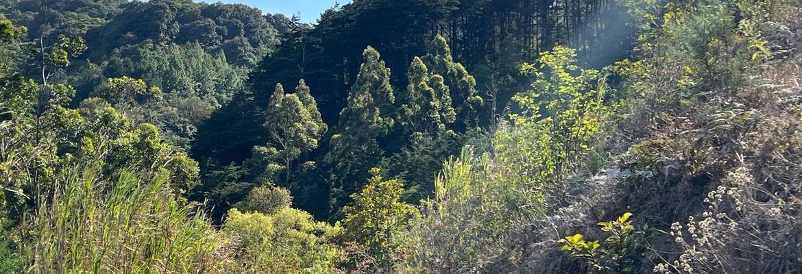 lots in the mountains of cartago for sale view 011