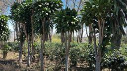 vacant lot under protected zone for development on route 32 san jose view 007