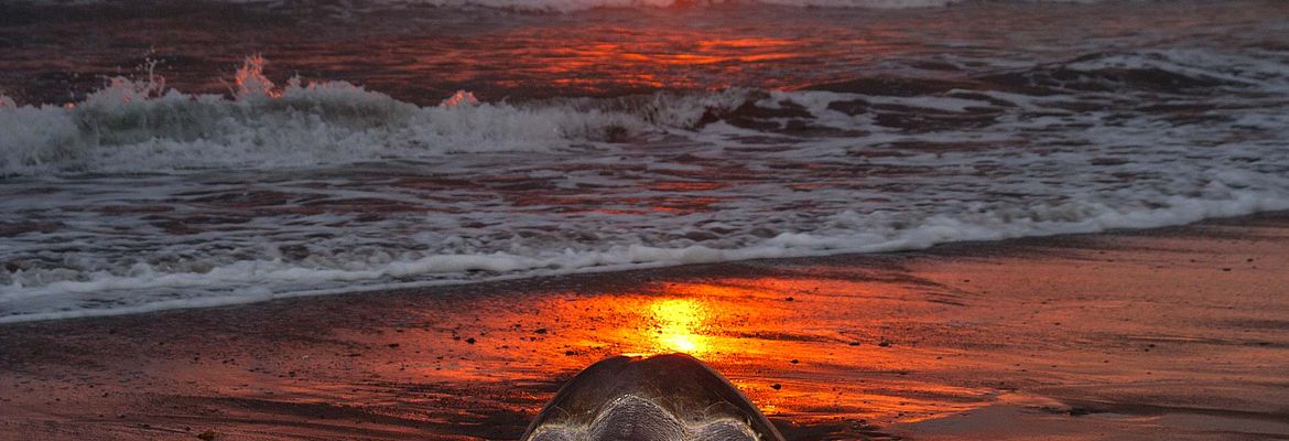 olive ridley going to nest ostional Edit