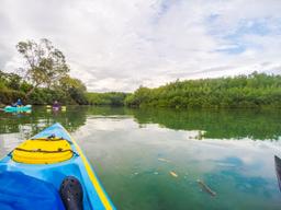 kayaking entering platanares mangroves in puerto jimenez