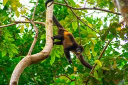 howler monkey moving through branches puerto viejo