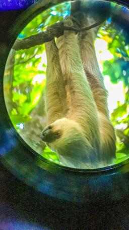 sloth hanging on tree manuel antonio national park