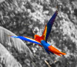 scarlet macaw flying during sup lesson pan dulce