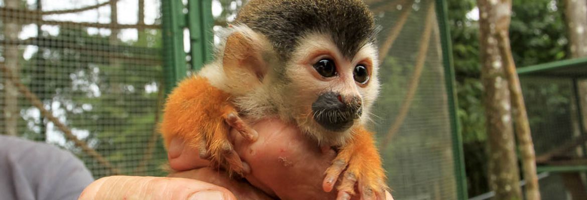 osa animal sanctuary tour page titi monkey 1