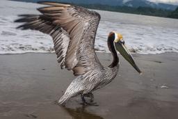 brown pelican pelecanus occidentalis opening its wings