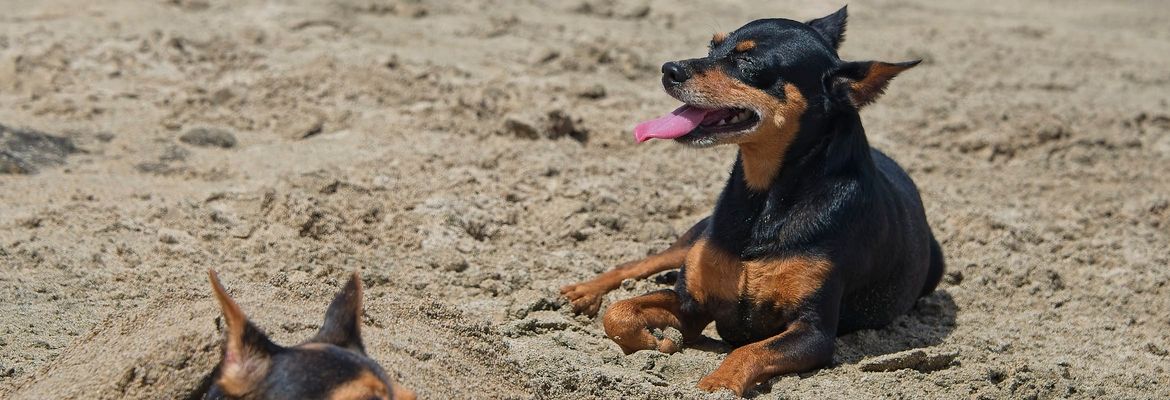dobermann pinscher miniature sunbathing on playa avellanas