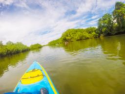 rowing further into platanares mangroves in puerto jimenez